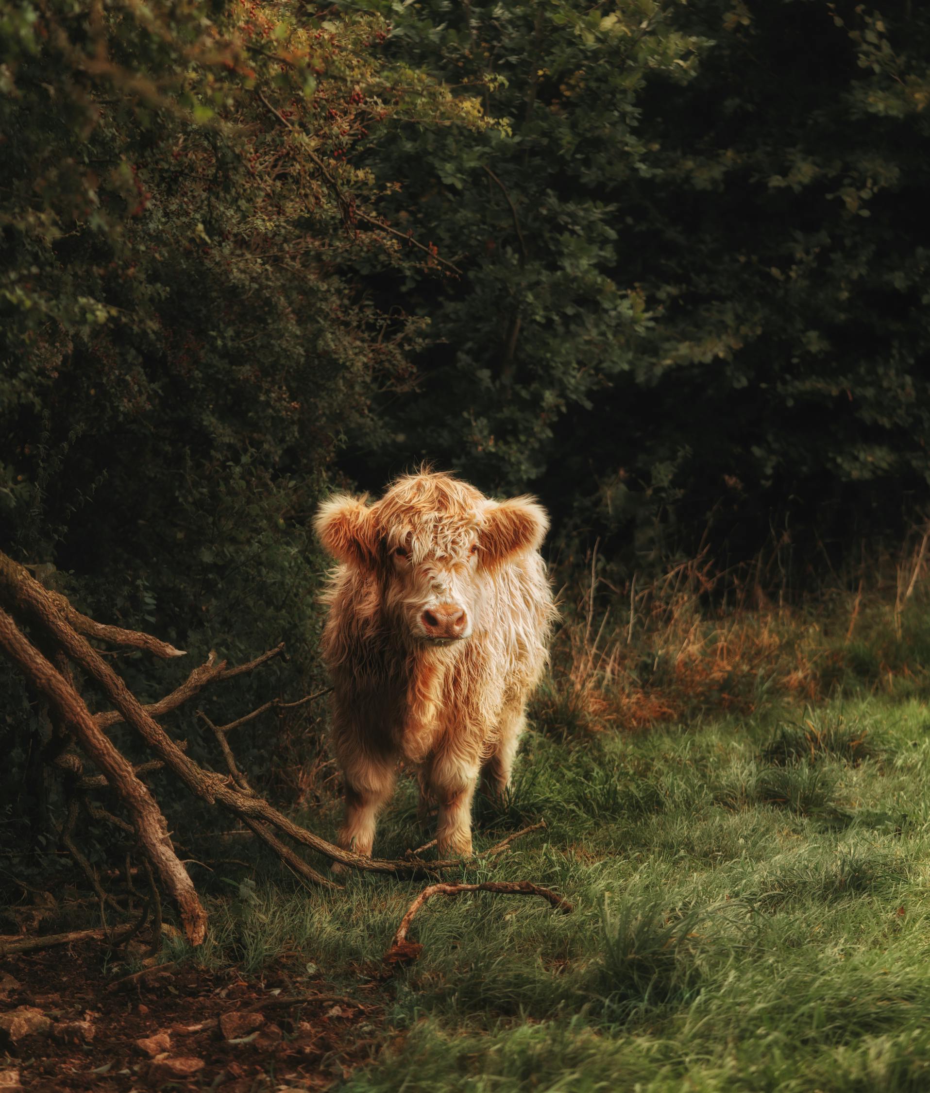 茶色の動物：無料の写真素材