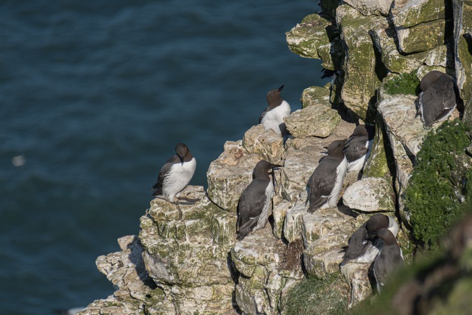 Bempton Cliffs NNR — view 1