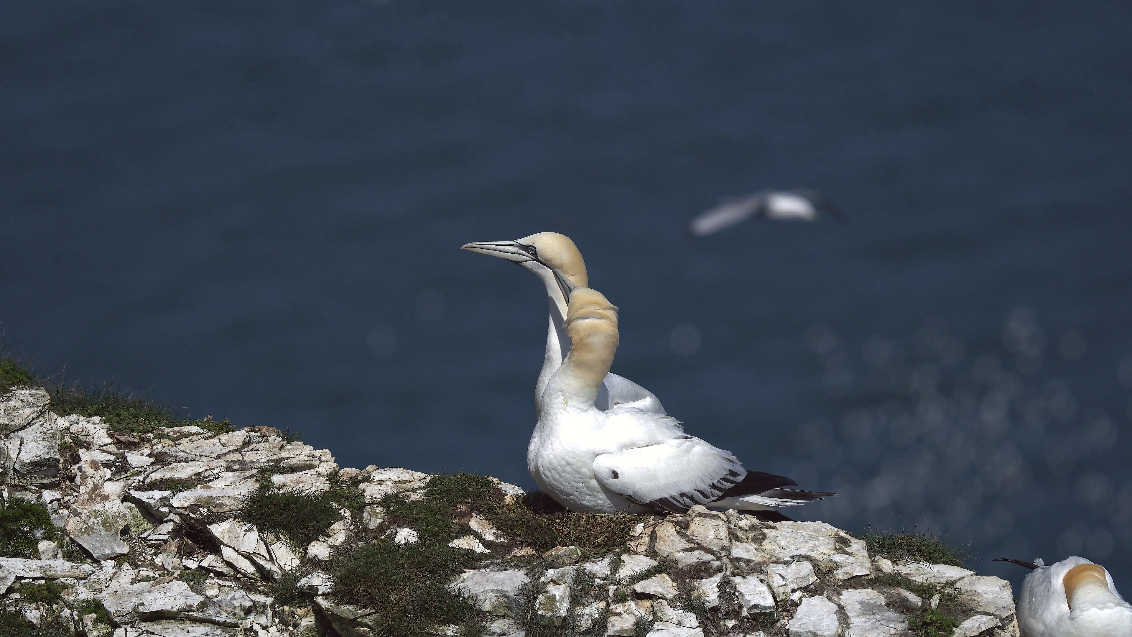 Northern Gannets resting on cliffs overlooking the sea at Bempton, England.