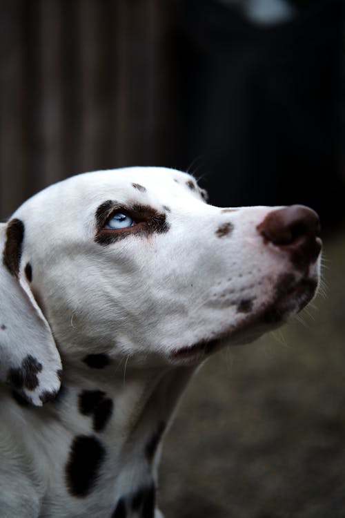 Free Dalmatian Dog Looking Up  Stock Photo