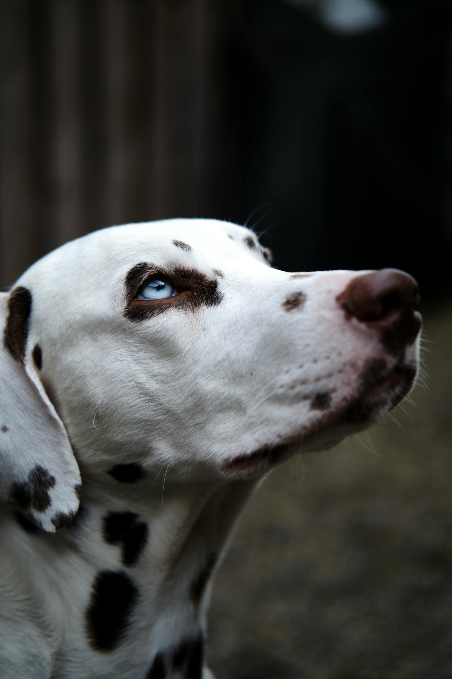 Blue-eyed fierce looking, dalmatian