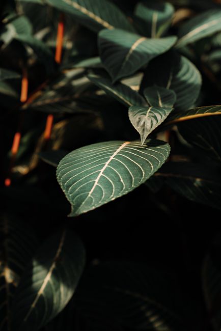 Macro shot of lush green leaves with intricate vein patterns in natural light.