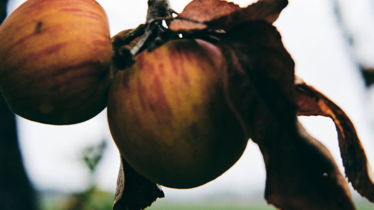 Calendrier de taille des arbres fruitiers en automne à Angers - illustration