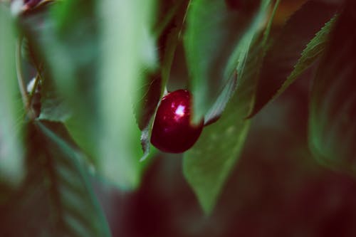 Close-Up Photo of Cherry