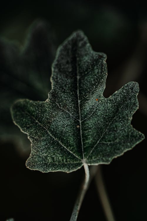 Fotobanka s bezplatnými fotkami na tému čerstvosť, čerstvý, exteriéry