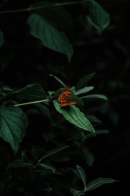 Pomarańczowy Motyl Na Zielonym Liściu