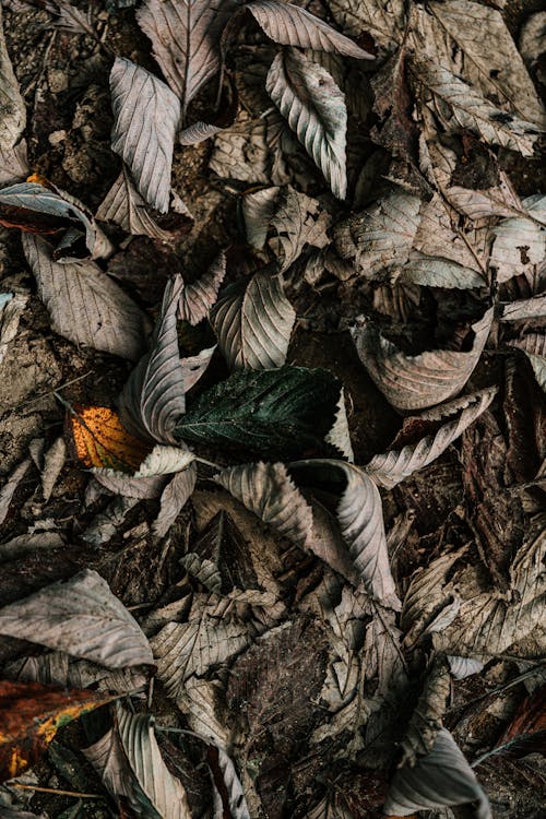 Безкоштовне стокове фото на тему «hd шпалери, брудний, висушене листя»