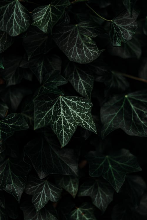 Free Green and White Plant Stock Photo