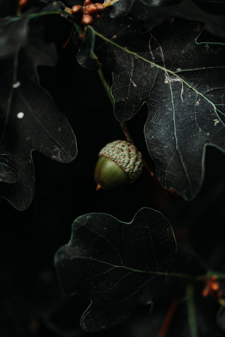 Green Acorn