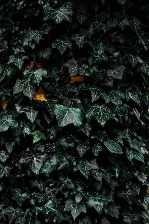 Kostnadsfri bild av grön, grön bakgrund, löv
