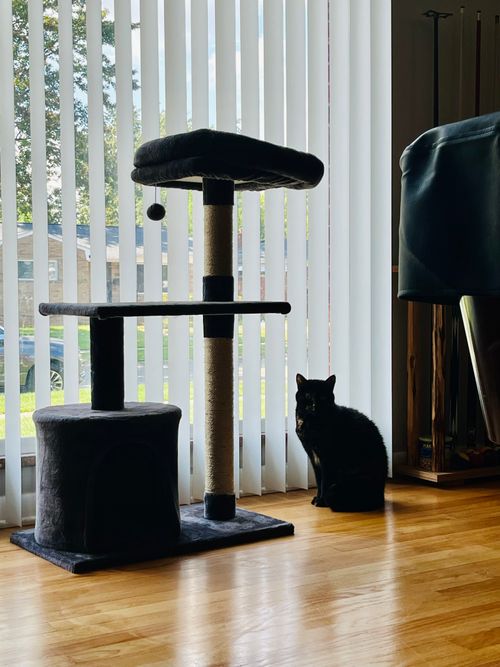 Free A black cat sits beside a modern cat tree by a window with vertical blinds. Stock Photo