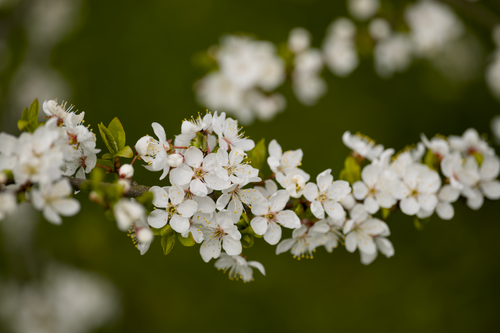 Free Close-up of cherry blossoms in spring, showcasing nature's beauty. Stock Photo