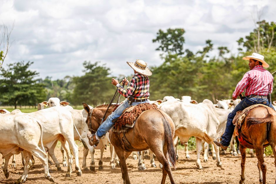 Dois cowboys conduzindo gado sob um dia ensolarado no Brasil.