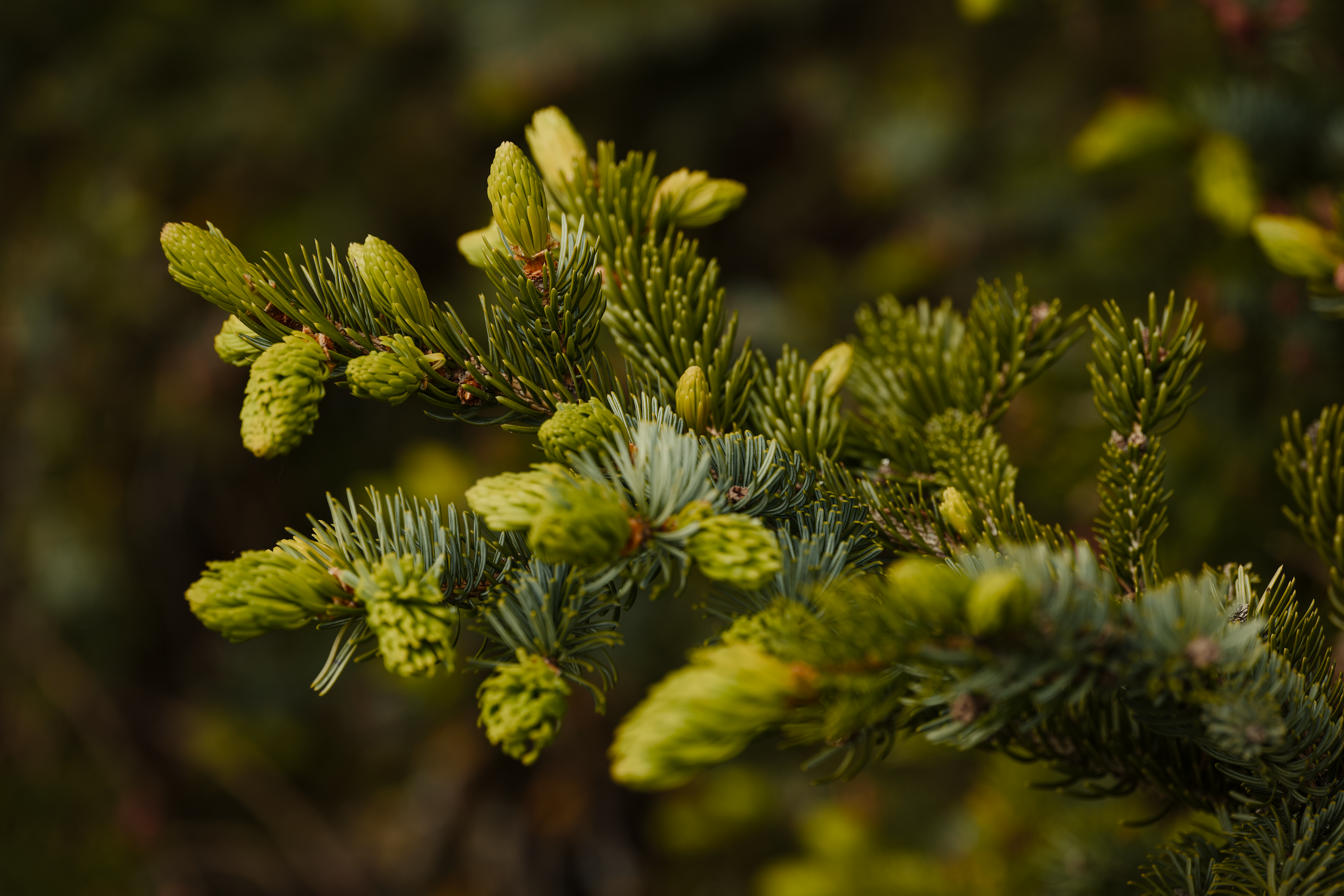 new green shoots emerging on evergreen in spring