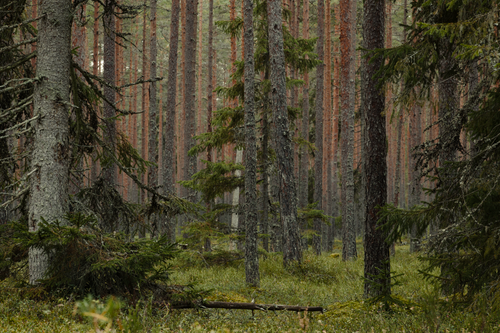 Free Explore the untouched beauty of an old growth forest with towering pine trees and lush greenery. Stock Photo