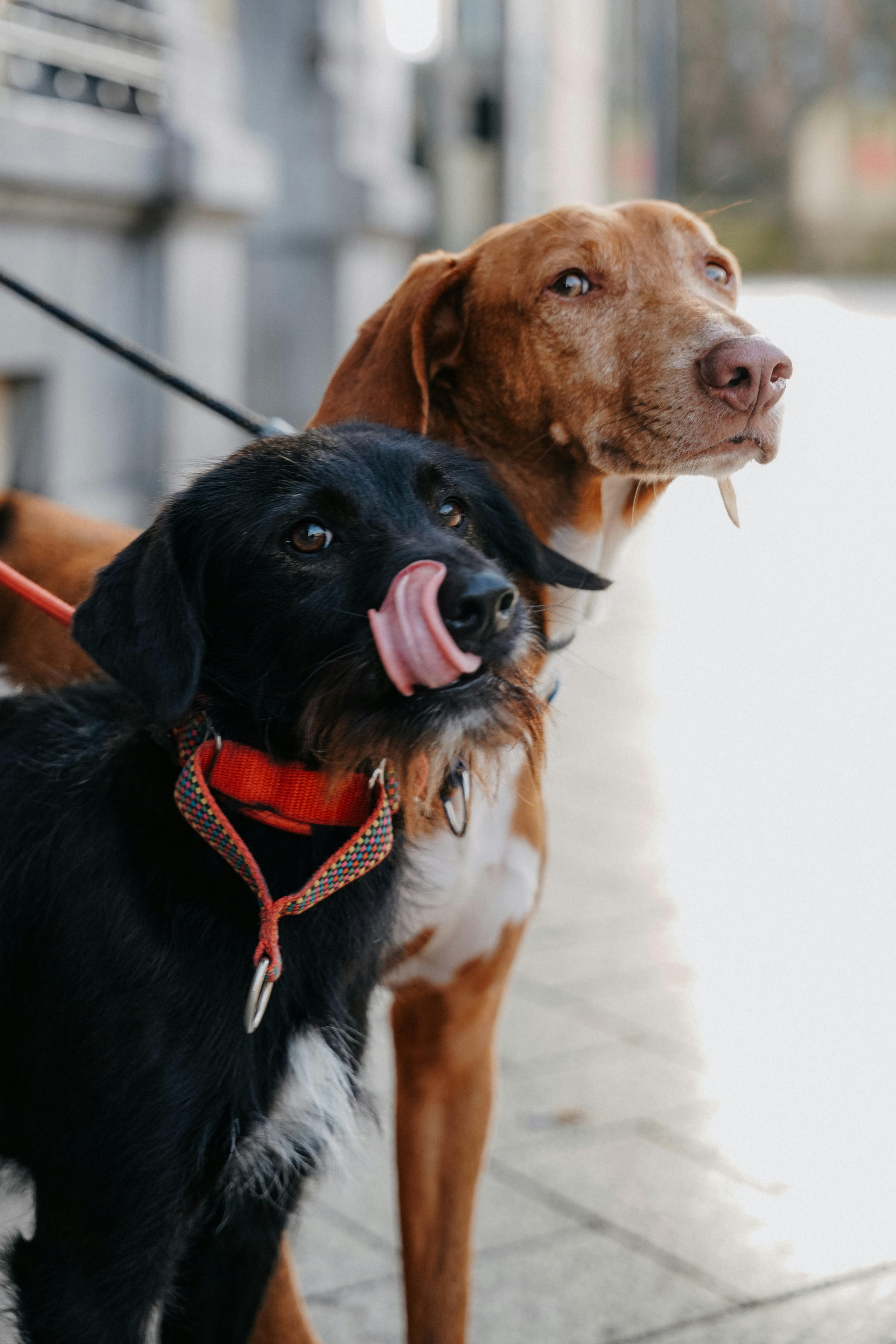 Two adorable dogs posing in an Amsterdam street, showcasing their distinctive personalities.