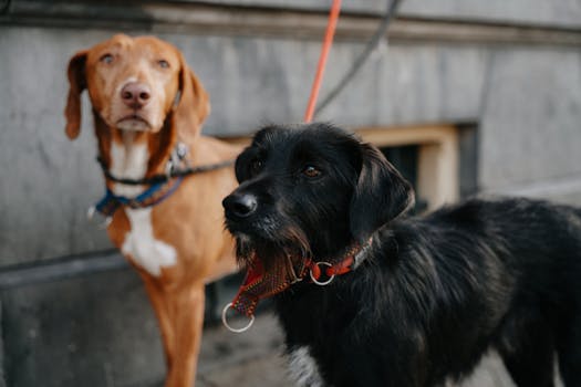 vondelpark amsterdam dog