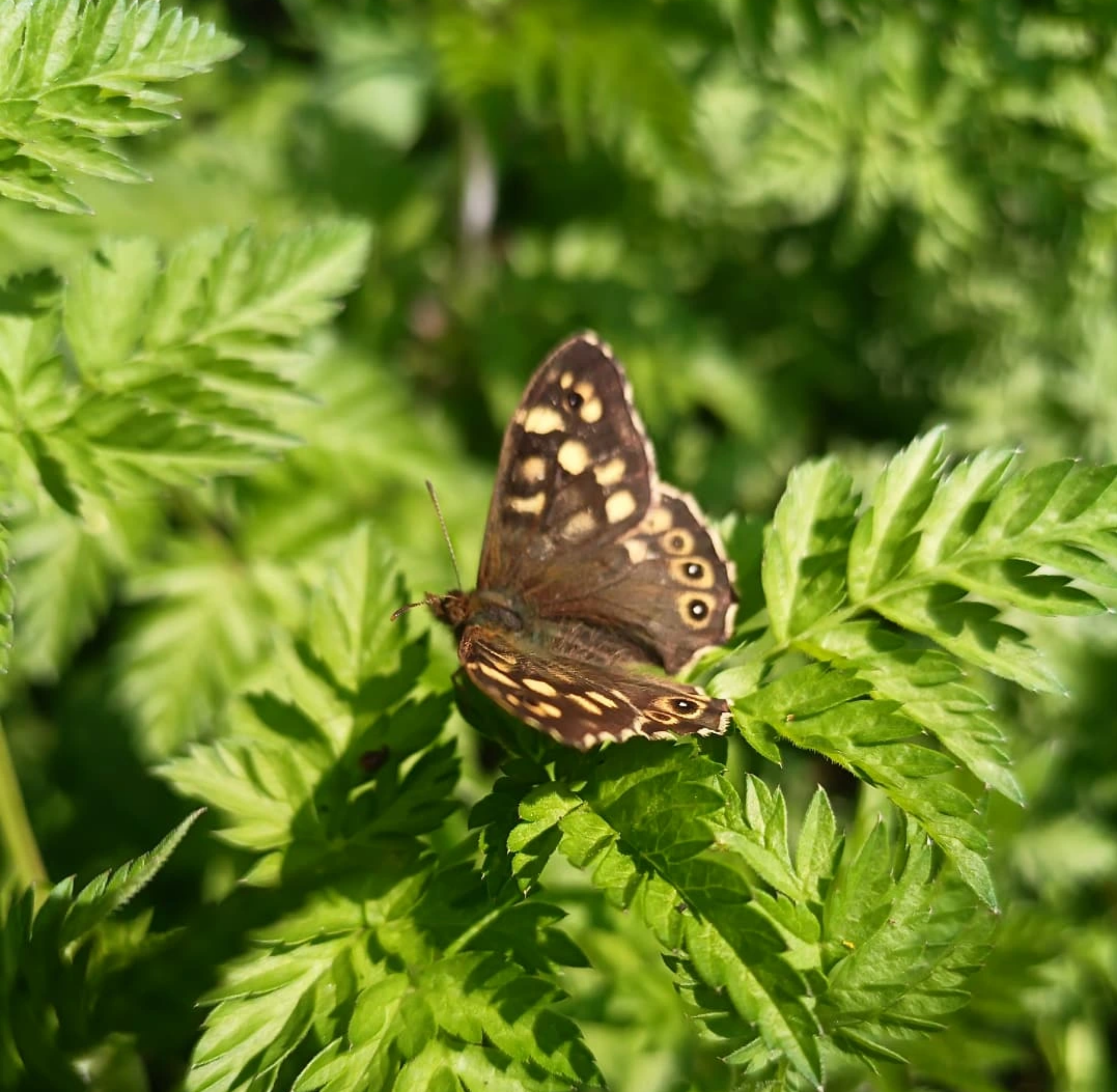 close-up-of-beautiful-speckled-wood-butterfly-on-green-foliage-free