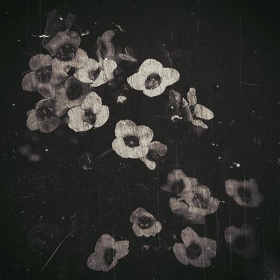 Monochrome floral still life print — photo by Suzy Hazelwood on Pexels