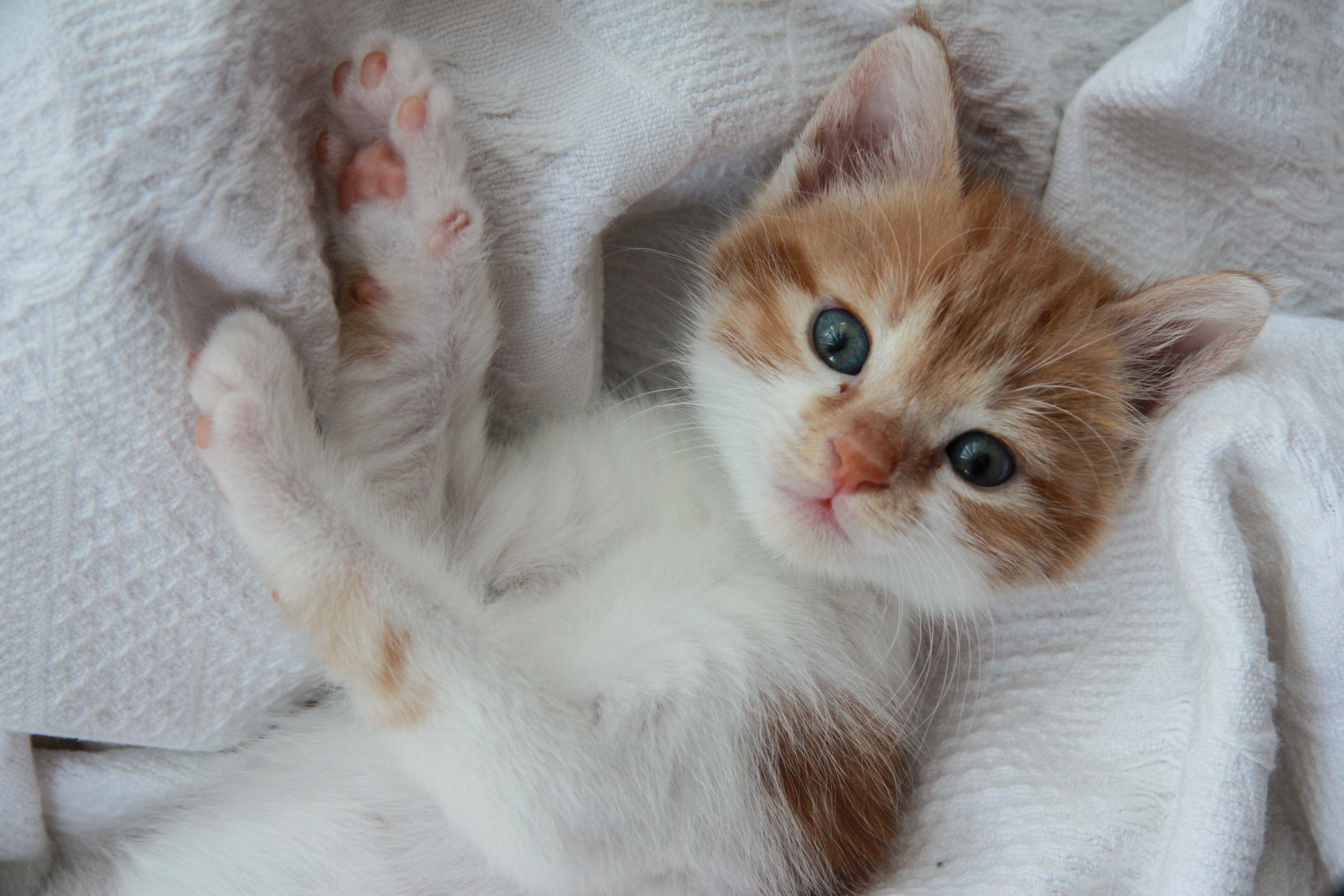 Adorable Orange Kitten Relaxing on Soft White Blanket · Free Stock Photo