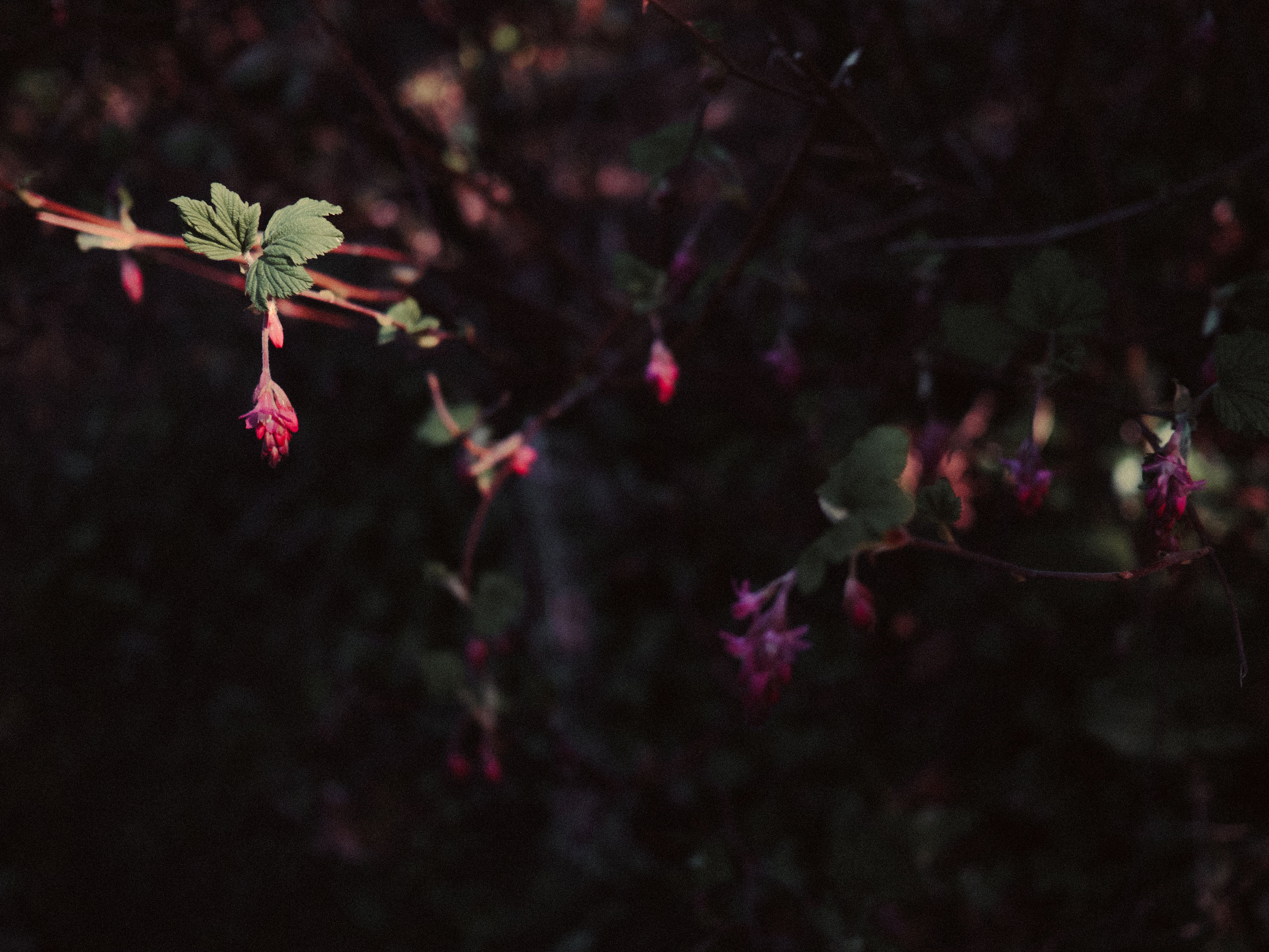 Moody Spring Blossoms on Dark Branches · Free Stock Photo