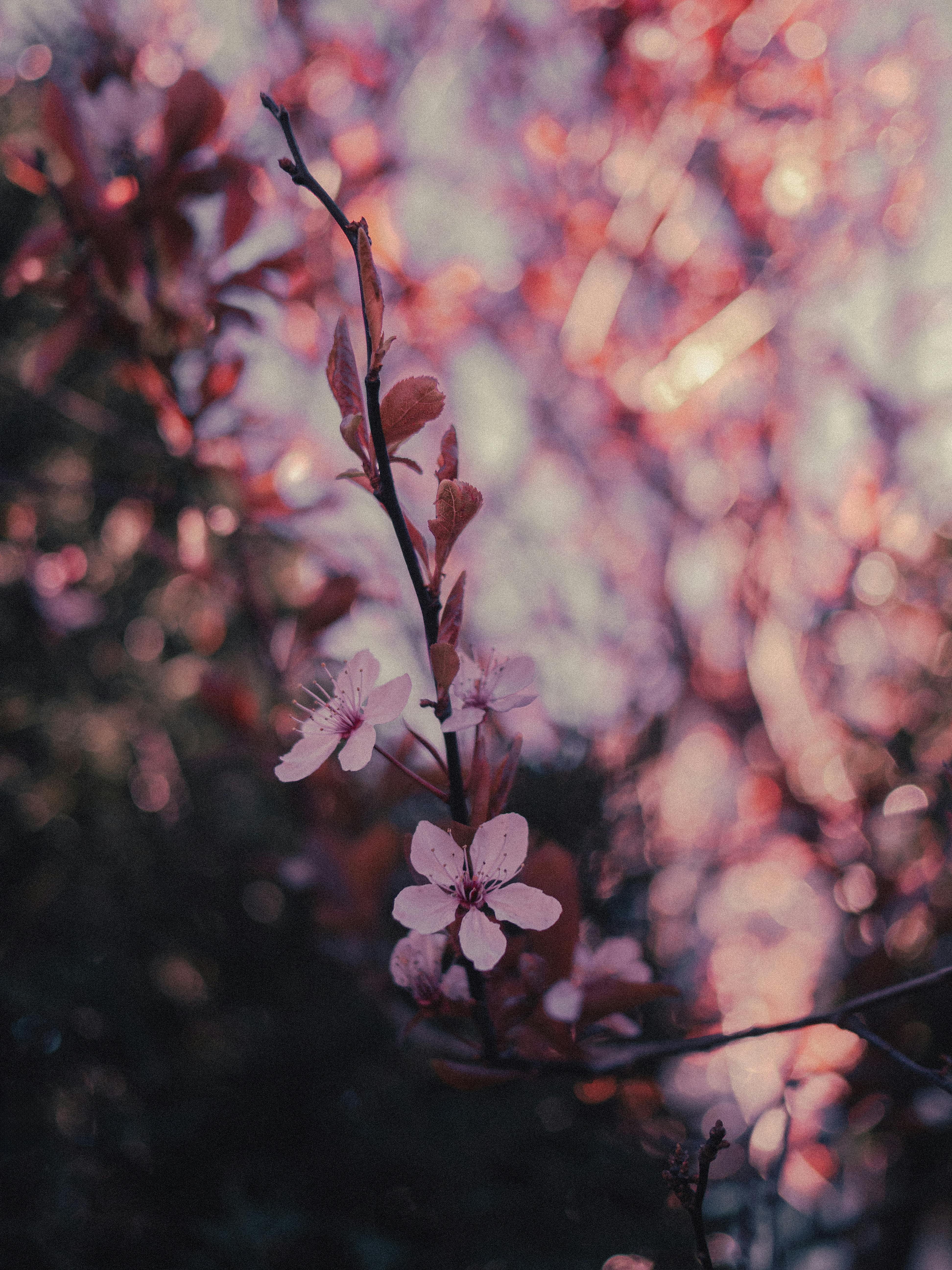 Pink cherry blossoms on a branch with a soft, dreamy bokeh background creating a serene spring atmosphere.