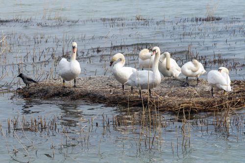 Free Group of elegant swans standing in a serene Magyarország wetland. Stock Photo