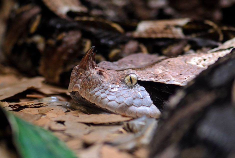 Detailed close-up of a Gaboon viper camouflaged on dry leaves.