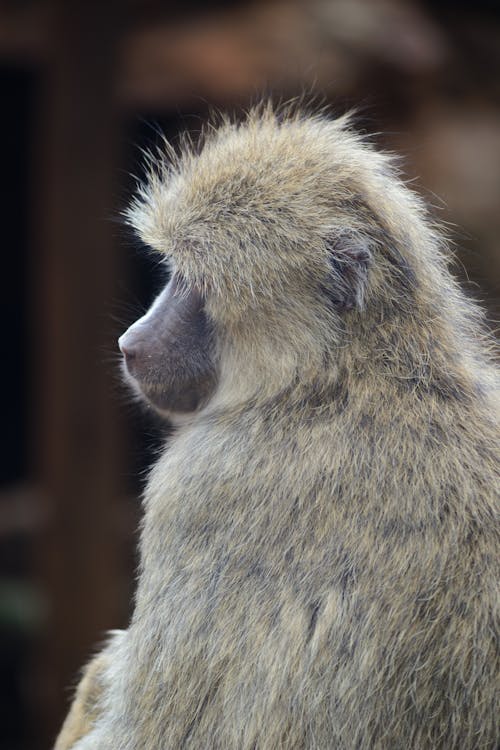 Baboon Butt Photos, Download The BEST Free Baboon Butt Stock Photos