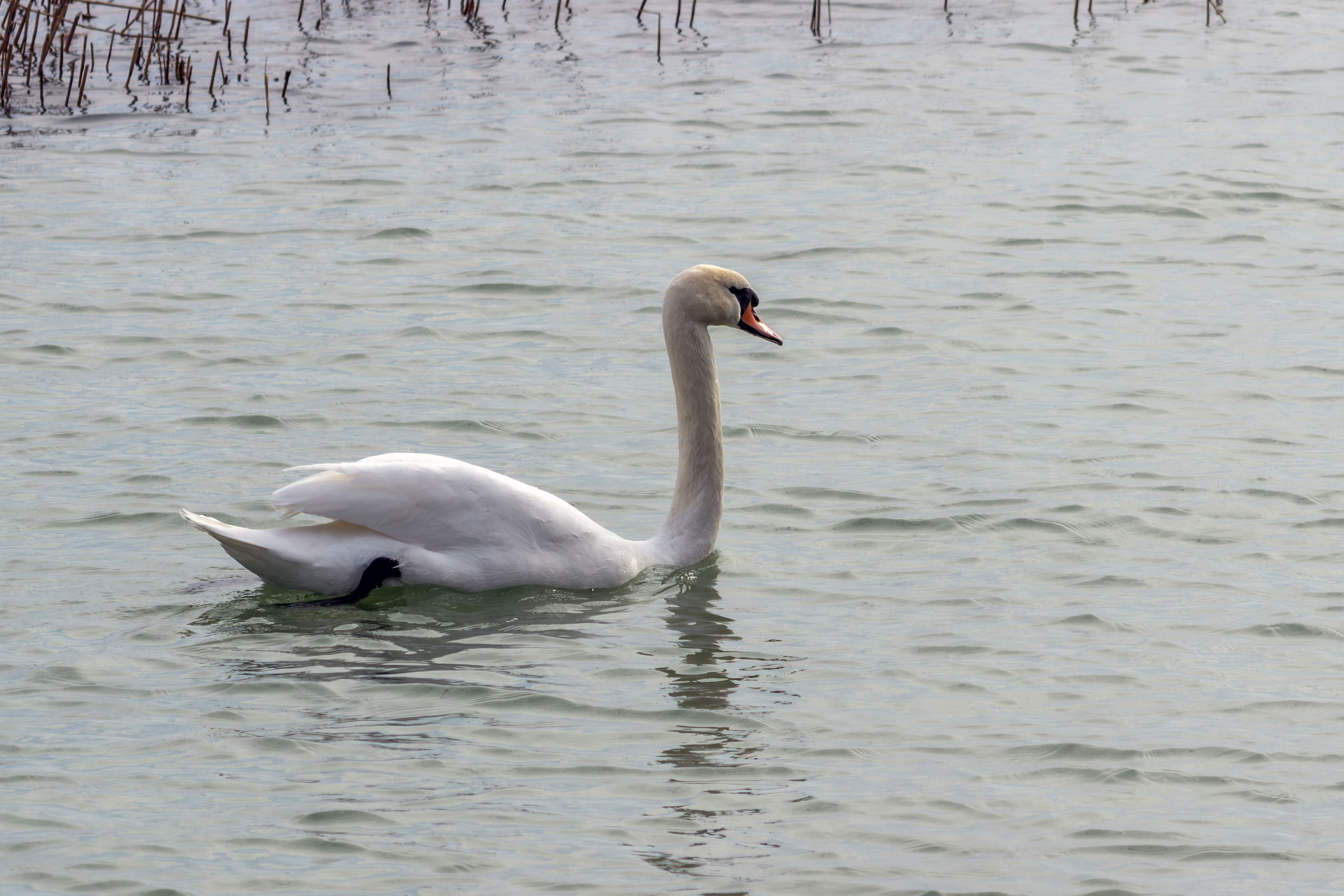 Wetland Animal Images