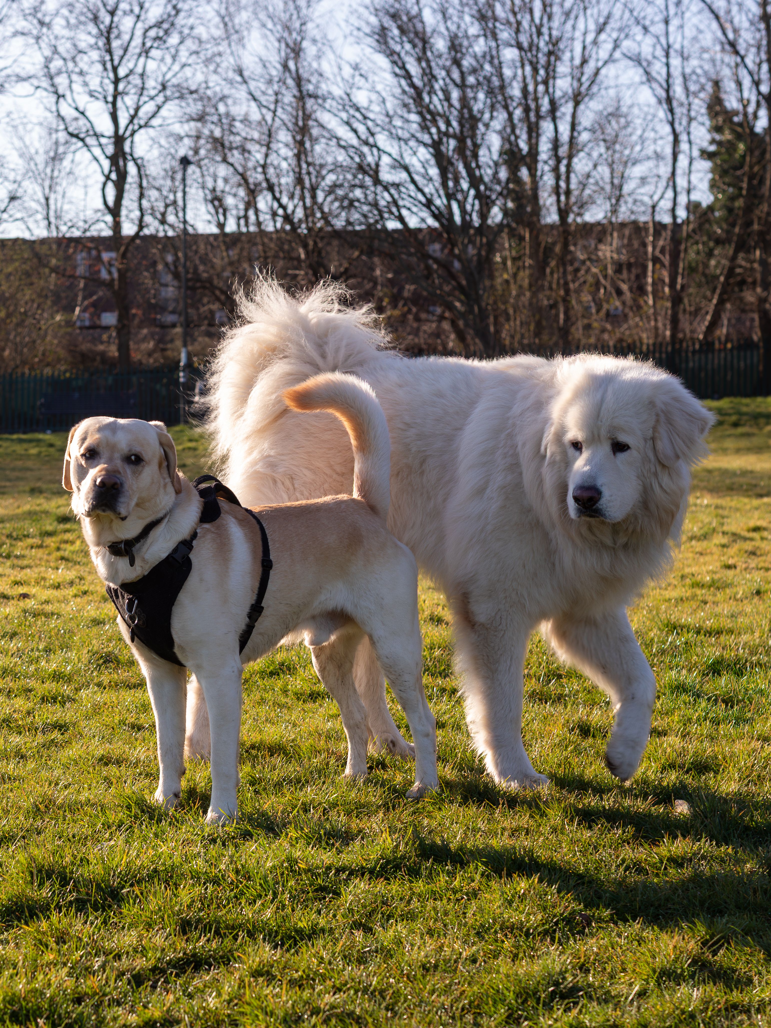 Two Happy Dogs Playing in Sunny Park · Free Stock Photo