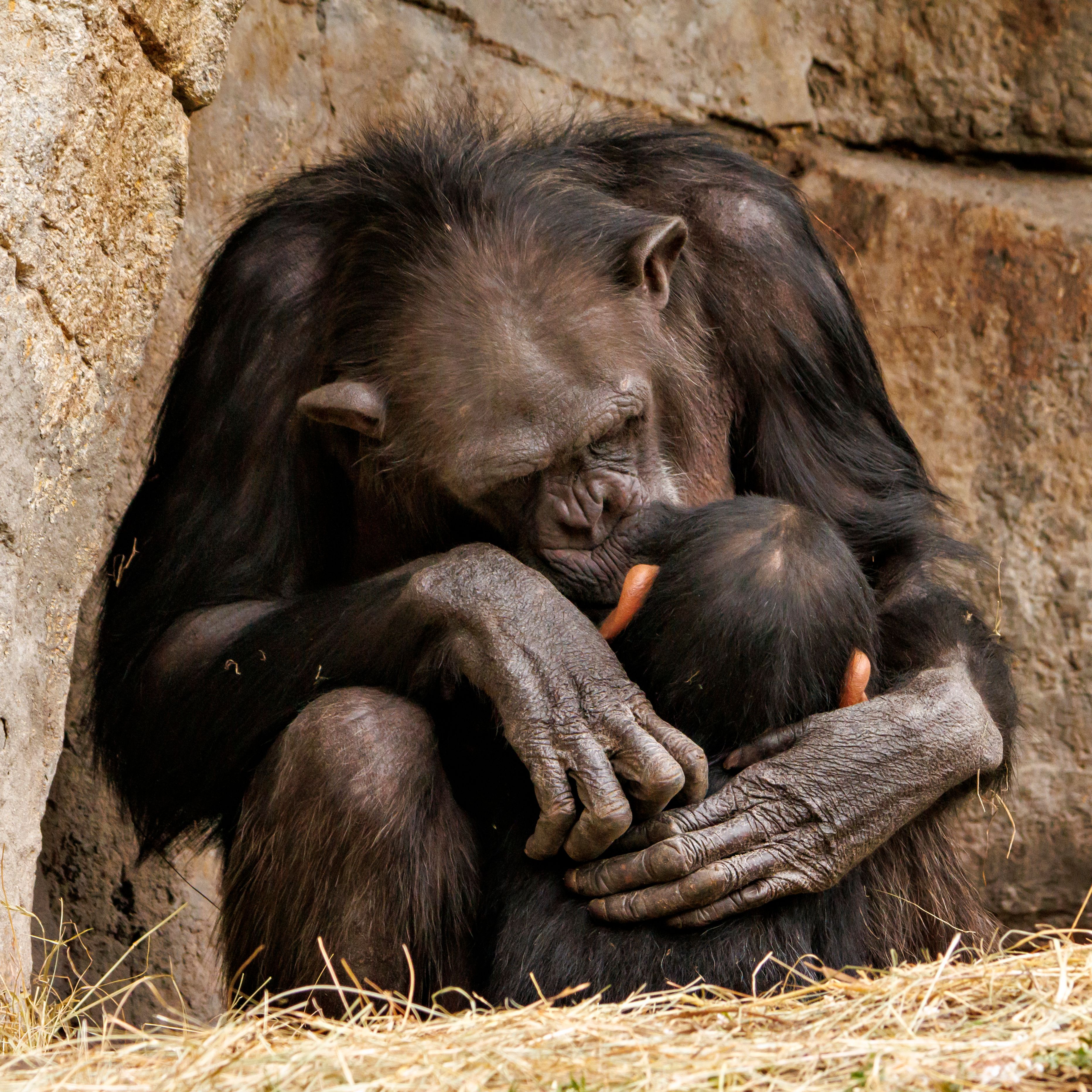 Heartwarming image of a chimpanzee mother hugging her baby in a natural setting.