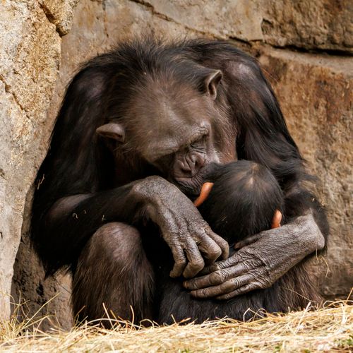 Free Heartwarming image of a chimpanzee mother hugging her baby in a natural setting. Stock Photo