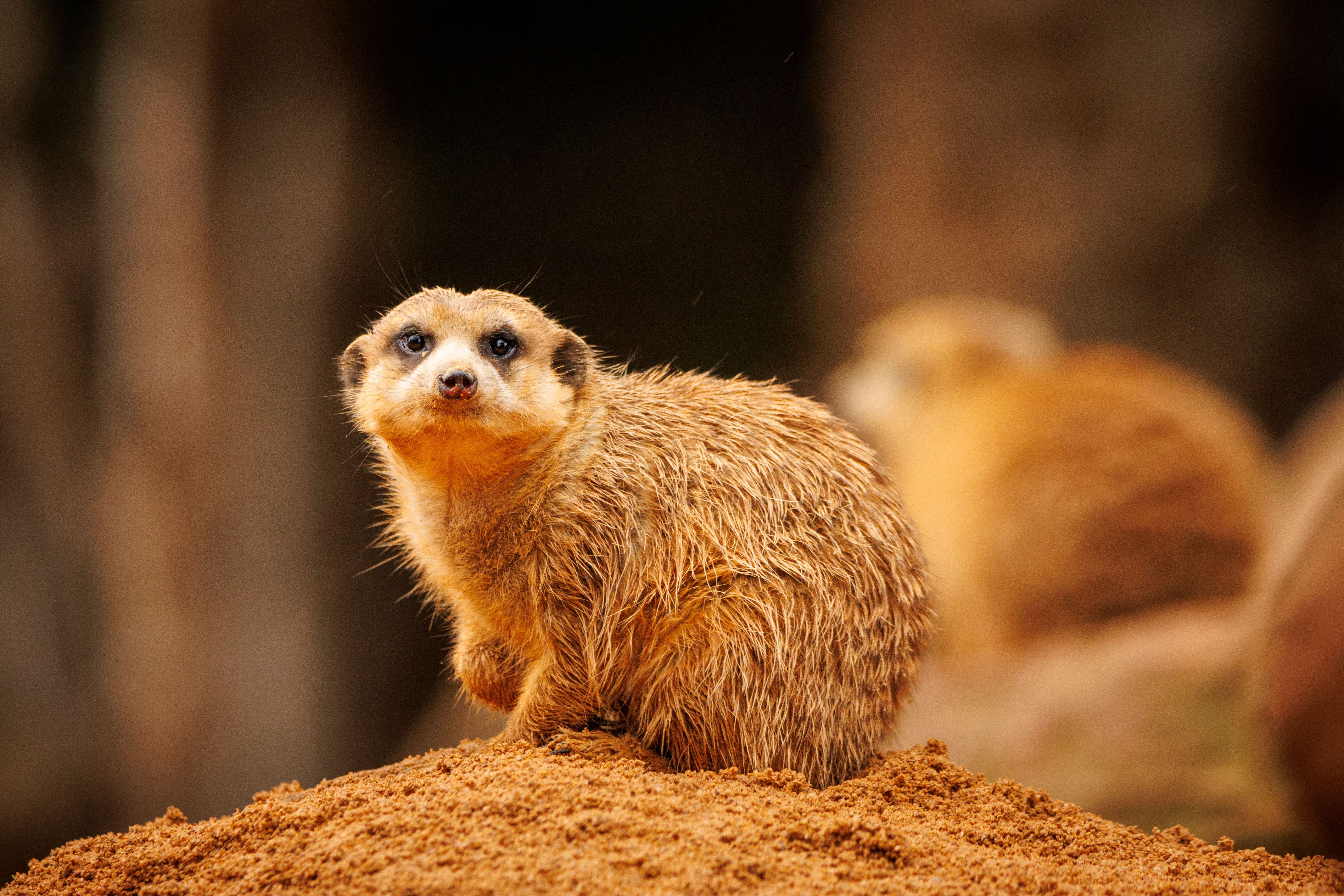 Meerkat Experience