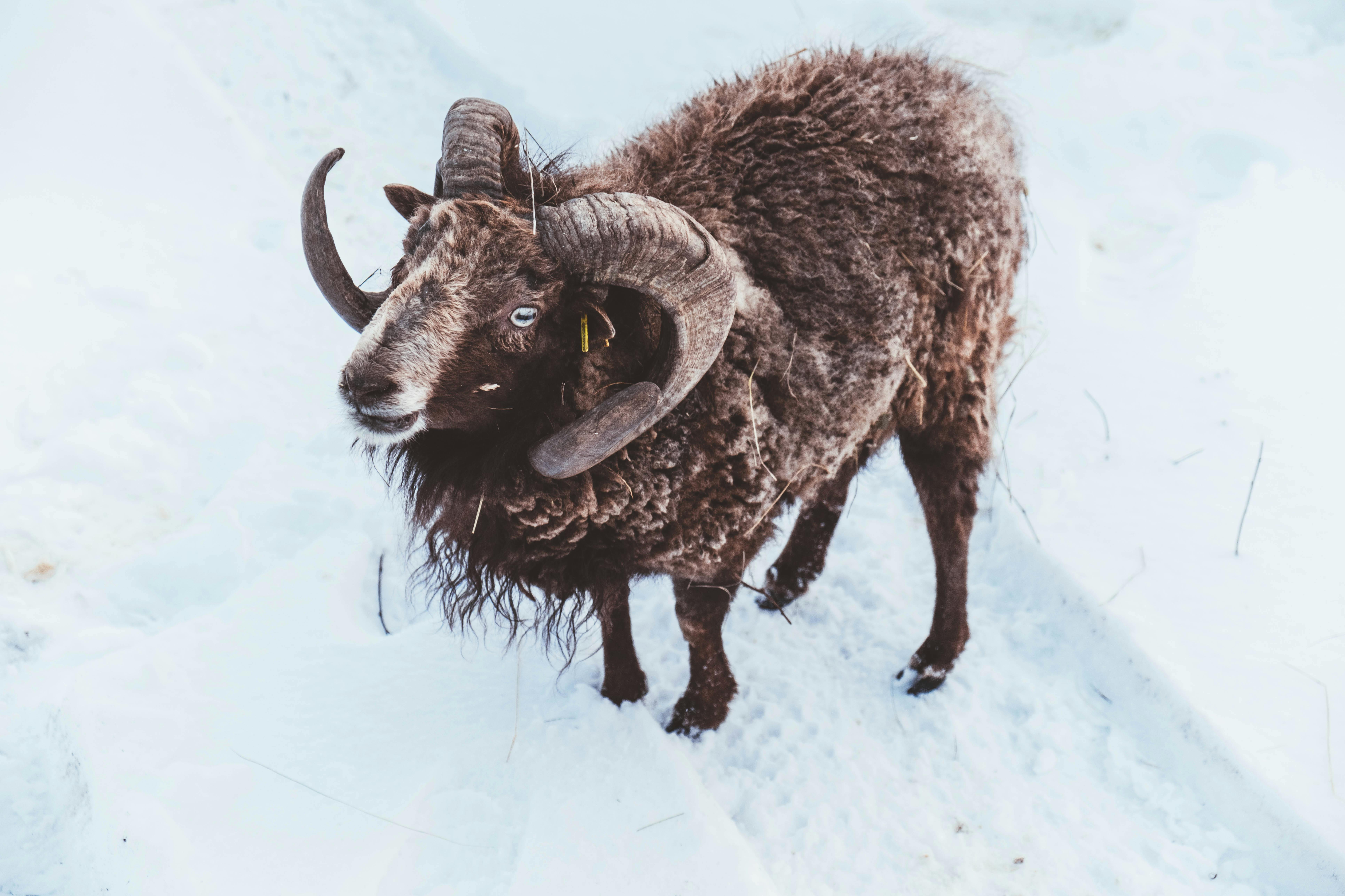 Gratuit Photos gratuites de animal à cornes, animal de compagnie, animal de ferme Photos