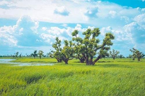 Free A peaceful landscape featuring lush green trees and a vivid blue sky, capturing the essence of summer. Stock Photo