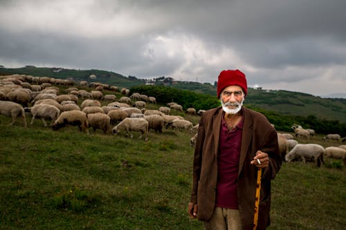 Free Photo Of Old Man With Herd Of Sheep Stock Photo