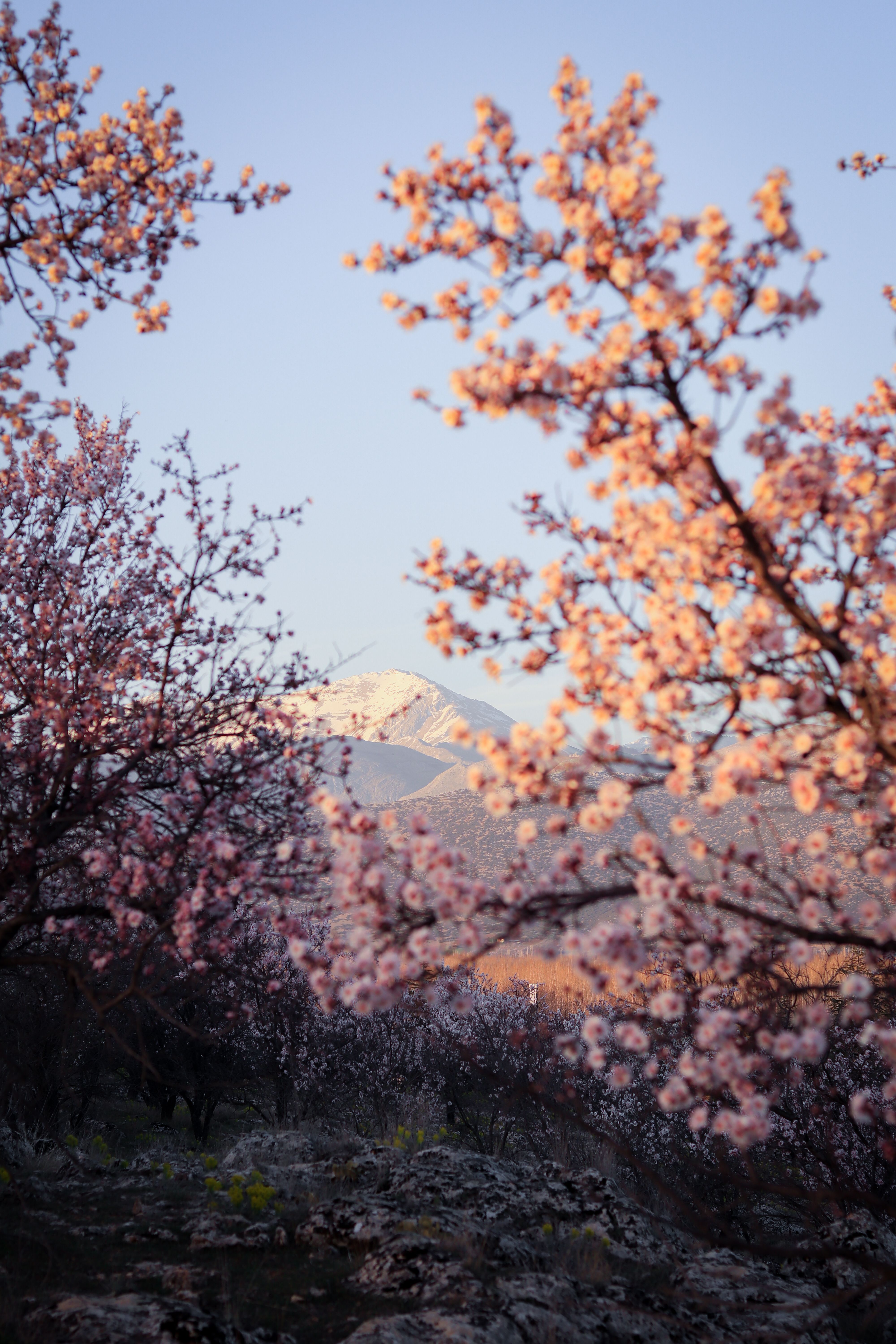 Beautiful cherry blossoms in full bloom frame a distant snow-capped mountain under a clear blue sky.