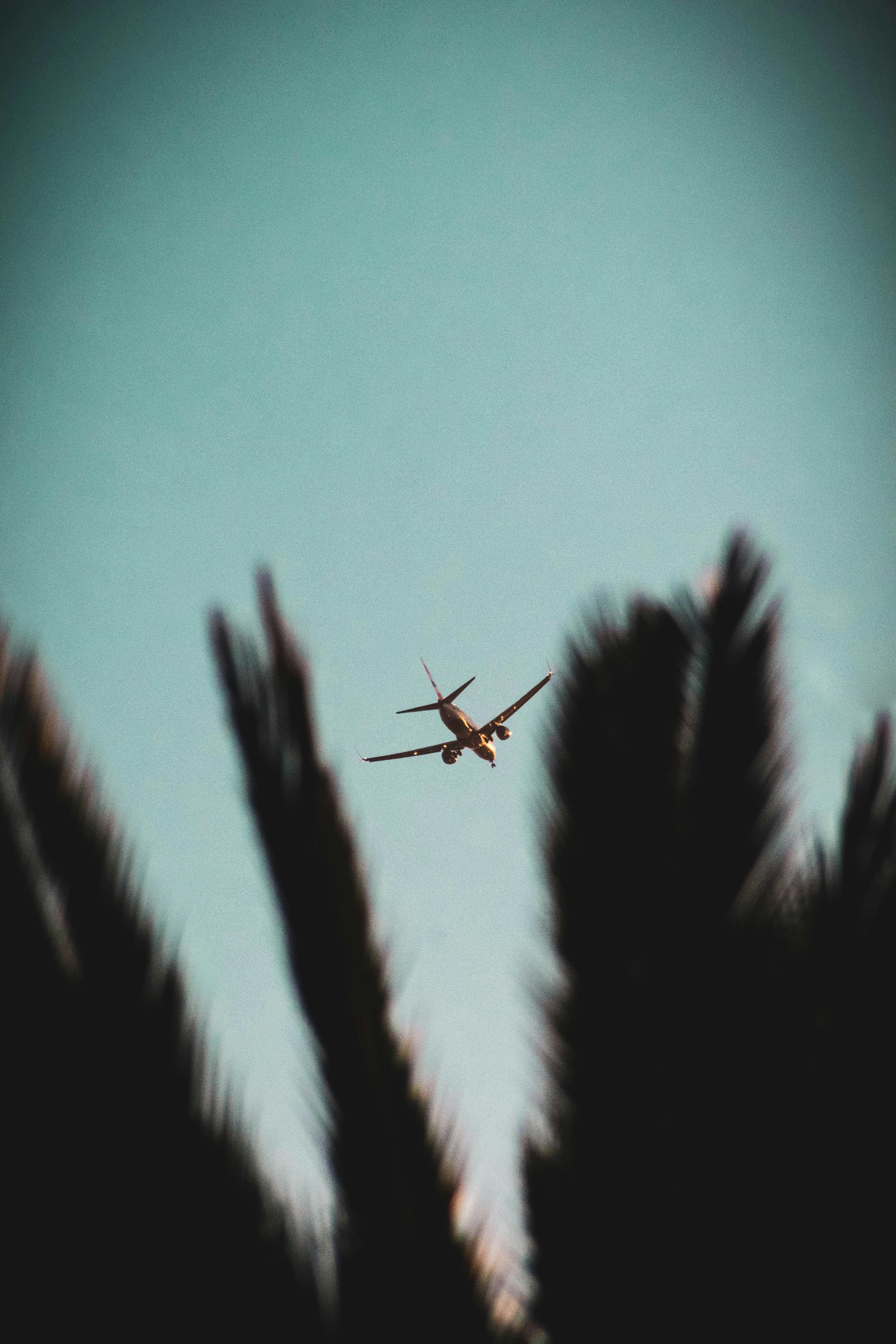 A scenic shot of an airplane flying over silhouetted pine trees against a clear sky.