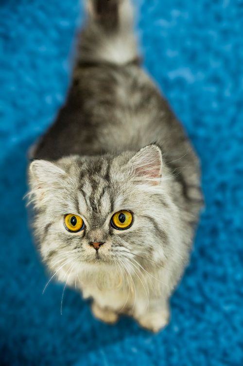 Free Close-up of a fluffy Persian cat with bright eyes on a blue background, showcasing its playful attitude. Stock Photo