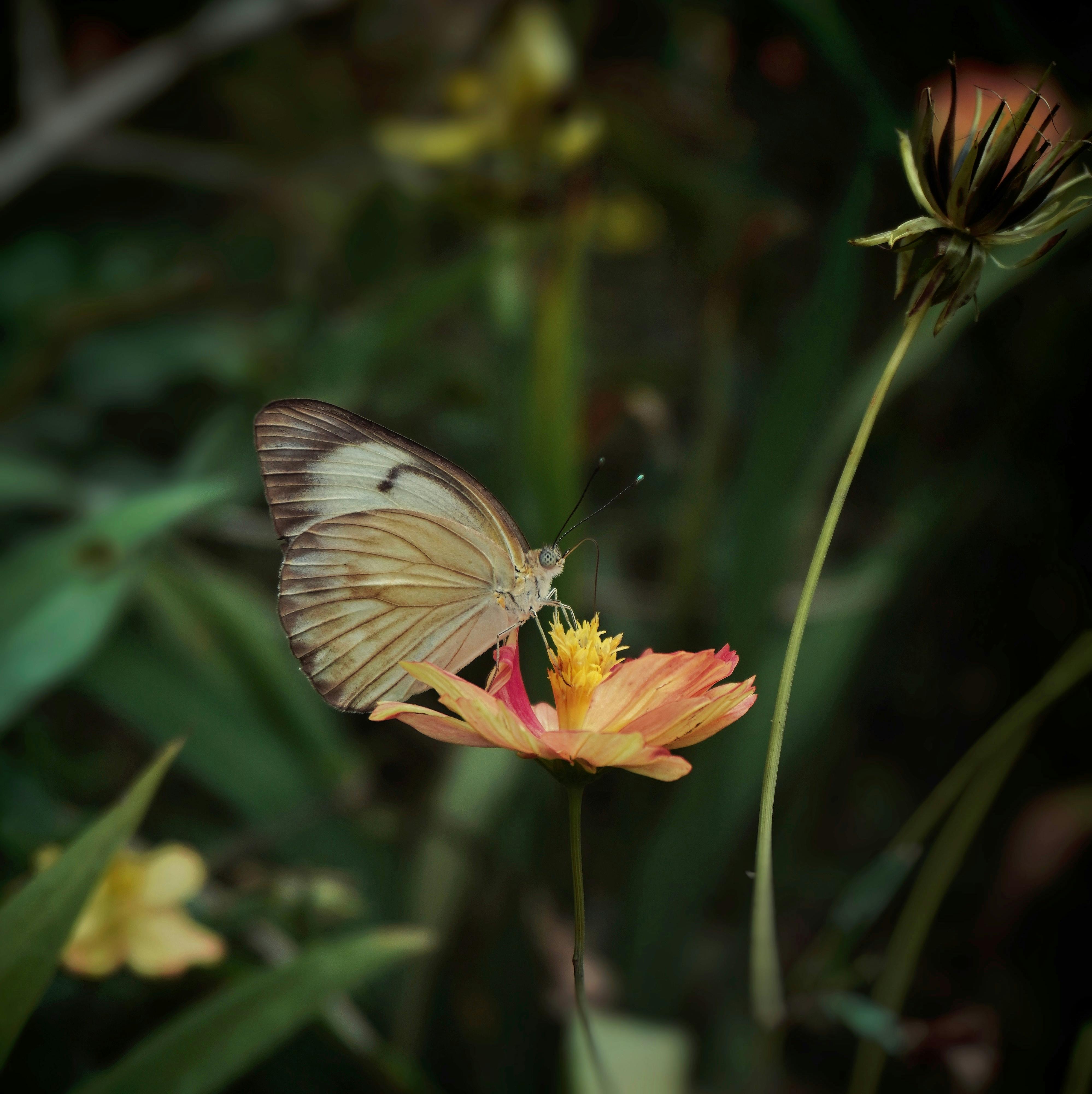 A beautiful butterfly on a vibrant wildflower in a natural garden setting.