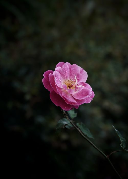 Free A vibrant pink rose in full bloom against a dark, moody background. Stock Photo