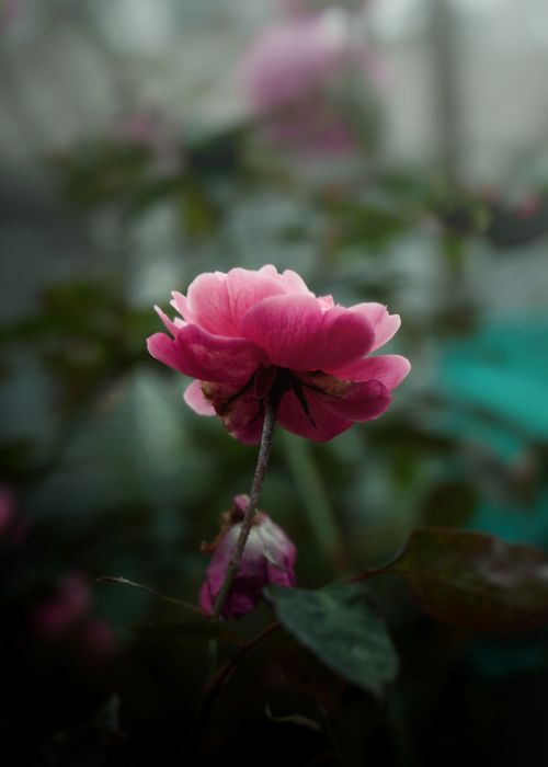 Free Beautiful close-up of a vibrant pink rose with lush green leaves, perfect for floral themes. Stock Photo