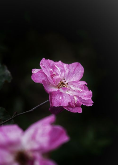 Free Detailed view of pink flowers in bloom, capturing delicate petals against a dark background. Stock Photo