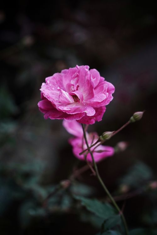Free A stunning close-up photo of a pink rose with dew drops, set against a dark, blurred background. Stock Photo