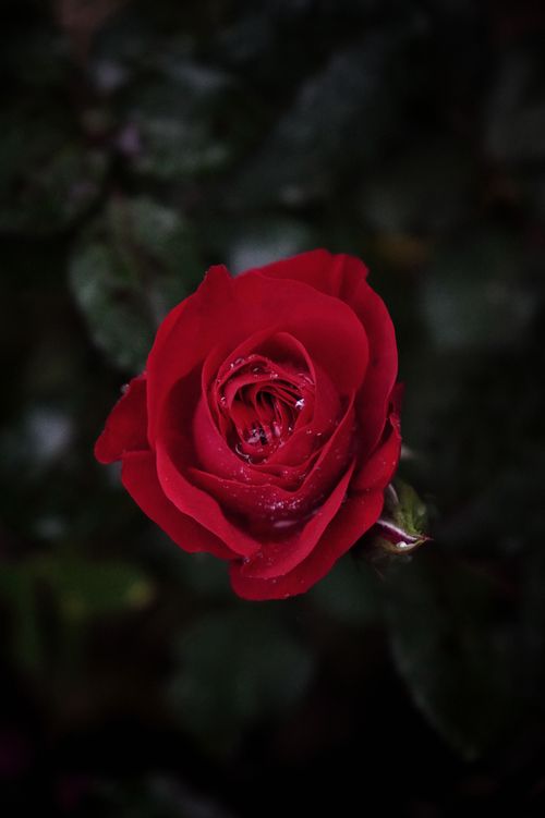 Free Close-up of a red rose with dew drops, highlighting its natural beauty and vibrant red petals. Stock Photo