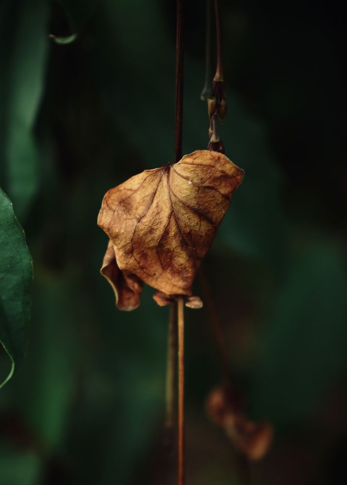 Withered Leaf Photos, Download The BEST Free Withered Leaf Stock Photos ...
