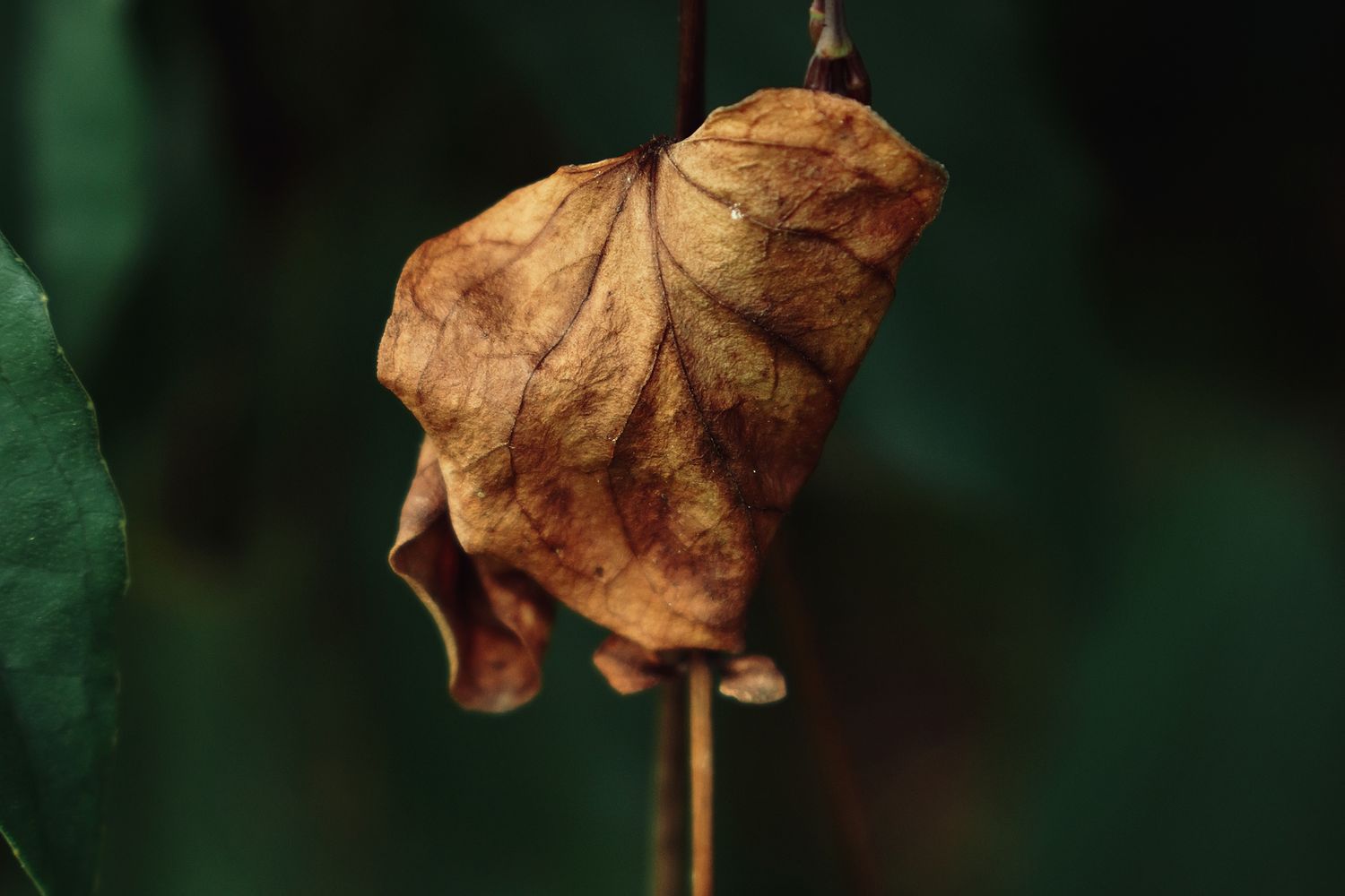 Sample Withe Leaf Withered Leaf Photos, Download The BEST Free Withered Leaf Stock Photos ...