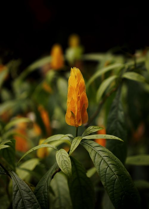 Free Close-up of vibrant yellow chrysothemis flowers blooming outdoors with lush green leaves. Stock Photo