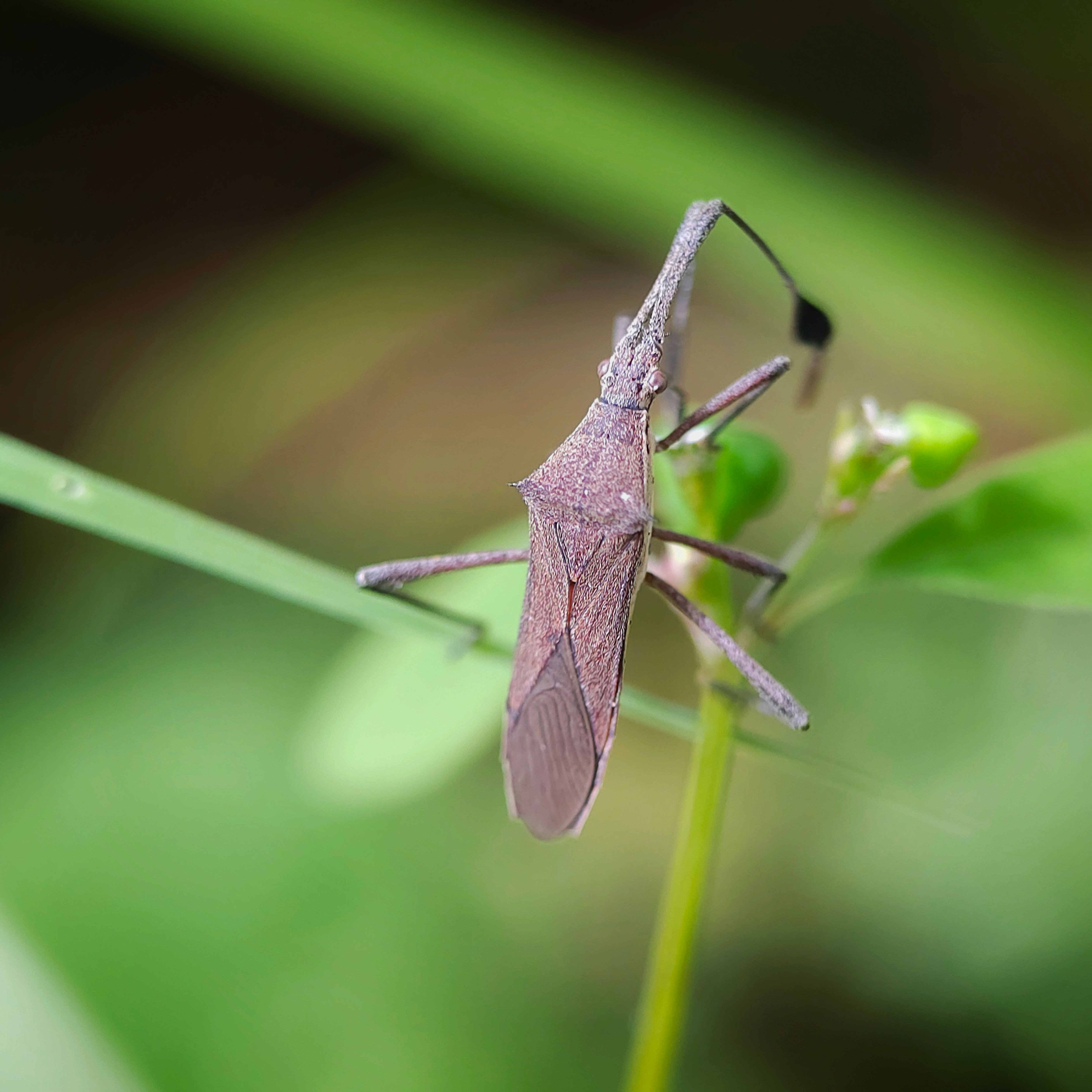 Brown Insect Forest Photos, Download The BEST Free Brown Insect Forest ...
